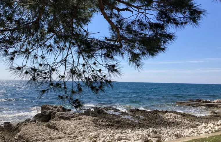 Image of sea with tree in foreground